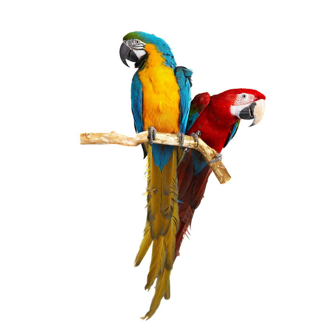 muursticker-blauwe-ara-papegaai Kleurrijke are papegaai