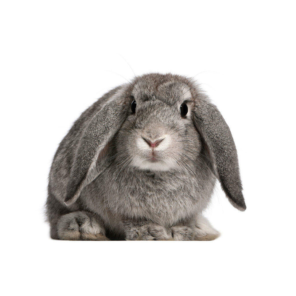 konijn-muursticker-groot-klein-goedkoop-kek-dieren konijn-muursticker-groot-klein-goedkoop-kek-dieren