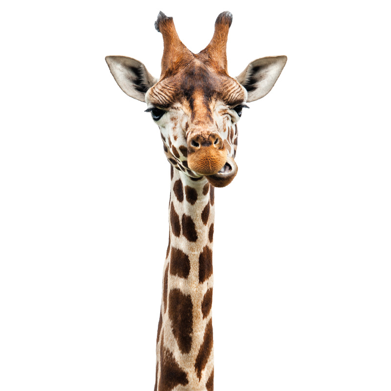 muursticker giraffe kinderkamer babykamer dieren echt muursticker giraffe kinderkamer babykamer dieren echt