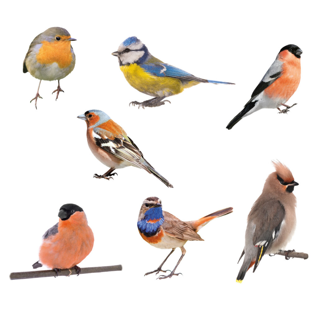 muurstickers-vogels-mus-tropisch-muursticker Kleurrijk-vogels