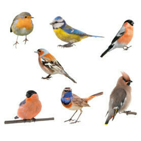 muurstickers-vogels-mus-tropisch-muursticker Kleurrijk-vogels