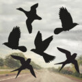 raamsticker vogelbescherming vogels zwart raamsticker vogelbescherming vogels zwart