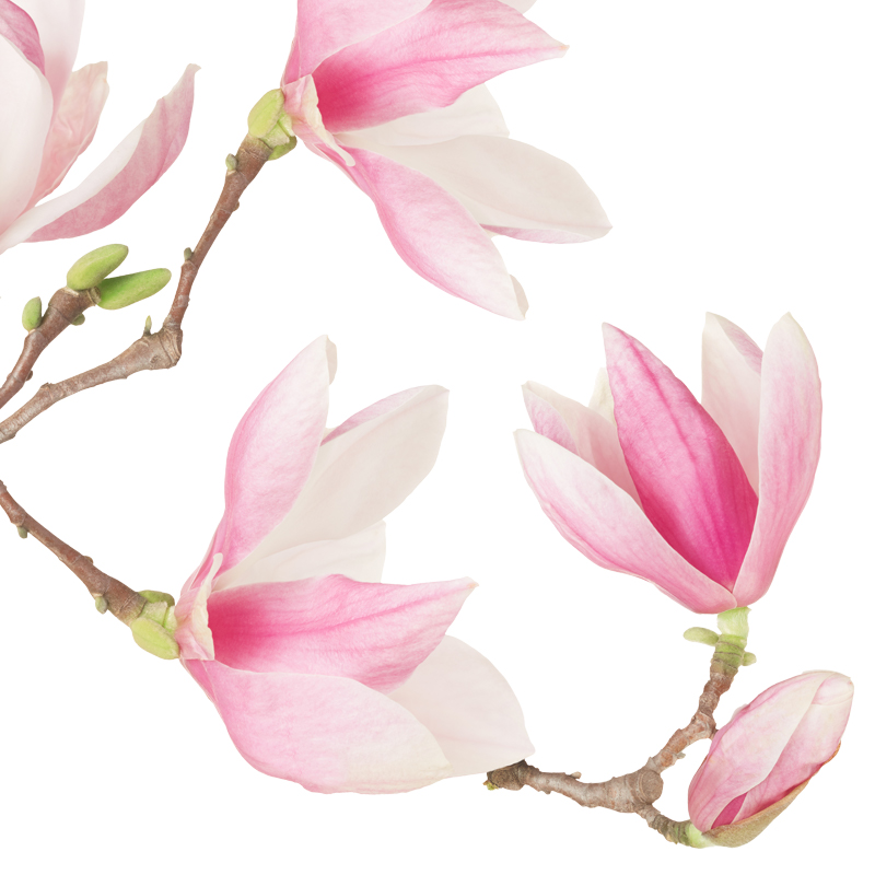 magnolia muurdecoratie bloem magnolia muurdecoratie bloem