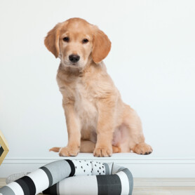 muursticker puppy golden retriever kek hond amsterdam diy kinderkamer huisdier