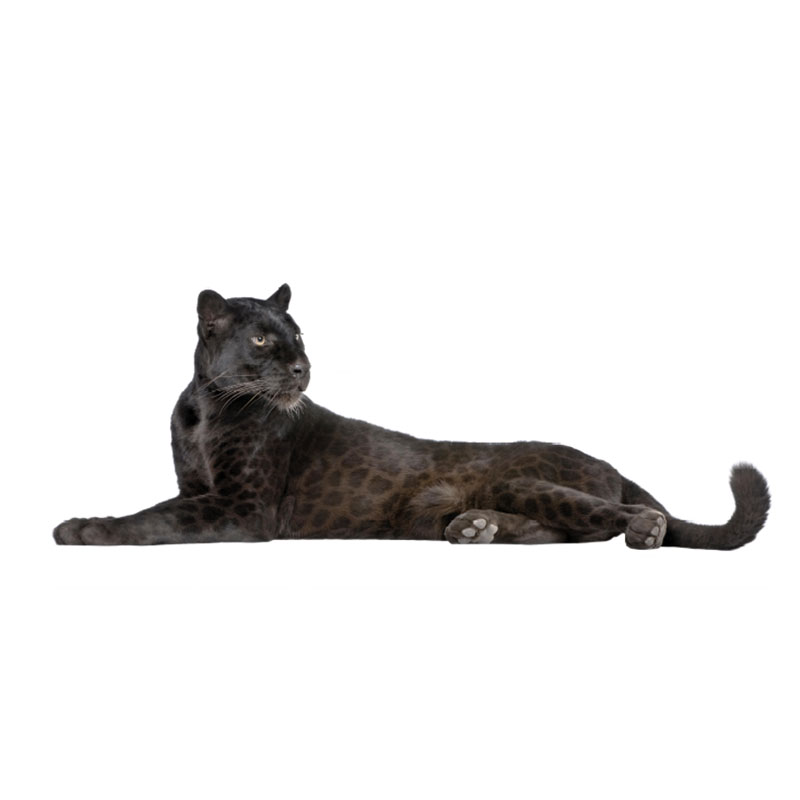 panter-muursticker-tijger-welp-zwart panter-muursticker-tijger-welp-zwart