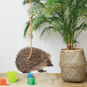 muursticker egel bosdieren kinderkamer jungle dieren groen urban muursticker egel bosdieren kinderkamer jungle dieren groen urban