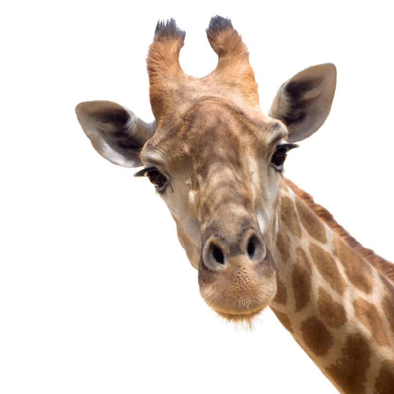 muursticker giraffe kinderkamer ideeen goedkoop verven muur bed jungle dieren inspiratie afrika sdaasd muursticker giraffe kinderkamer ideeen goedkoop verven muur bed jungle dieren inspiratie afrika sdaasd