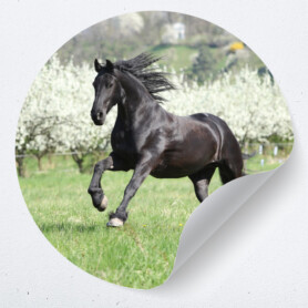behangcirkel muurcirkel paard galloperend kinderkamer meisjeskamer paardenkamer accessoires behangcirkel muurcirkel paard galloperend kinderkamer meisjeskamer paardenkamer accessoires