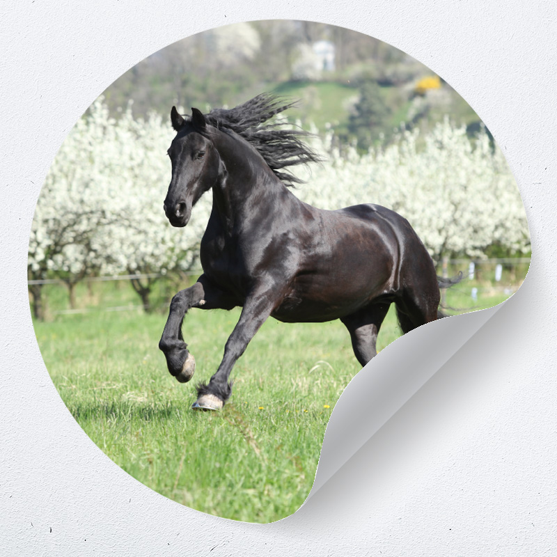 behangcirkel muurcirkel paard galloperend kinderkamer meisjeskamer paardenkamer accessoires behangcirkel muurcirkel paard galloperend kinderkamer meisjeskamer paardenkamer accessoires