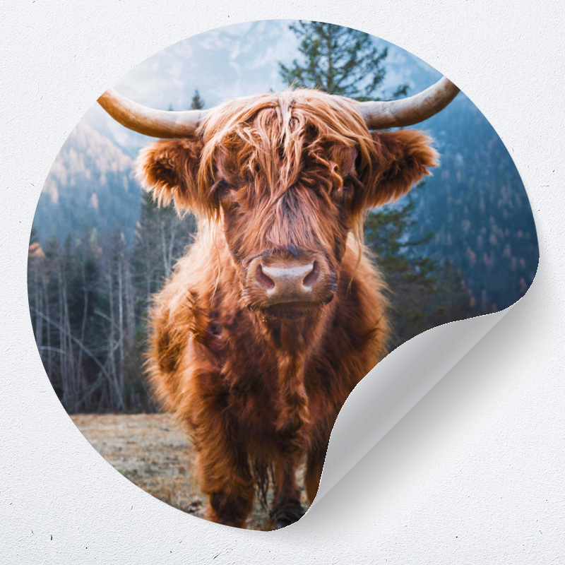 muurcirkel behangcirkel dieren stier koe zelfklevend muurdecoratie inspiratie ideeen muurcirkel behangcirkel dieren stier koe zelfklevend muurdecoratie inspiratie ideeen
