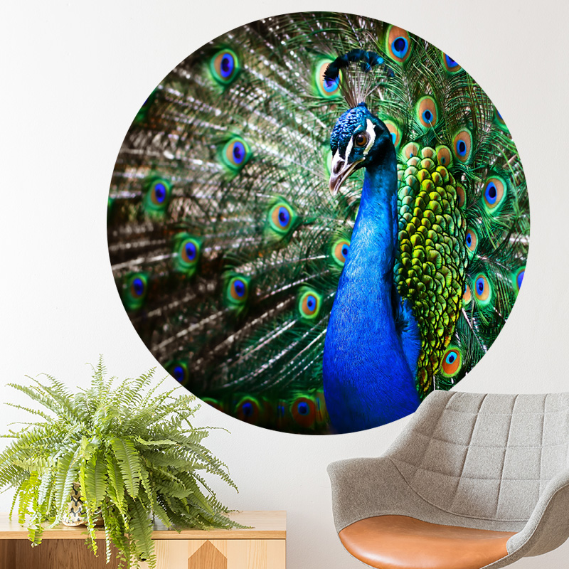 muurcirkel dier pauw vogel accessoires blauw muurdecoratie wanddecoratie inspiratie ideeen accessoires muurcirkel dier pauw vogel accessoires blauw muurdecoratie wanddecoratie inspiratie ideeen accessoires