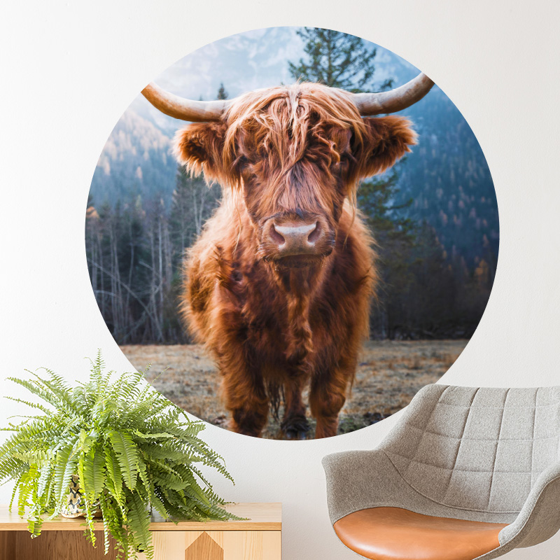 muurcirkel schotse hooglander stier dieren woonkamer muurdecoratie scottisch highlander koe hoorns muurcirkel schotse hooglander stier dieren woonkamer muurdecoratie scottisch highlander koe hoorns