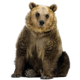 muursticker beer kinderkamer kek echte dieren bos ideeen inspiratie bear muursticker beer kinderkamer kek echte dieren bos ideeen inspiratie bear