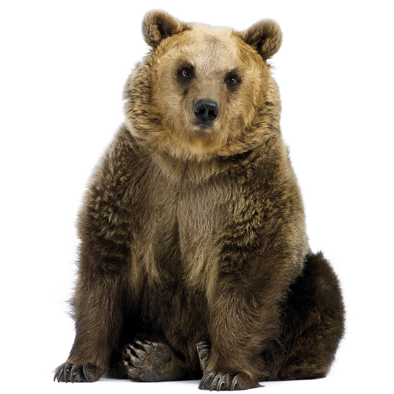 muursticker beer kinderkamer kek echte dieren bos ideeen inspiratie bear muursticker beer kinderkamer kek echte dieren bos ideeen inspiratie bear