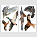 raamsticker herbruikbaar vogels eend uil arend kraai vogelbescherming bird sticker protect alert vogelstickers vogelsasd raamsticker herbruikbaar vogels eend uil arend kraai vogelbescherming bird sticker protect alert vogelstickers vogelsasd