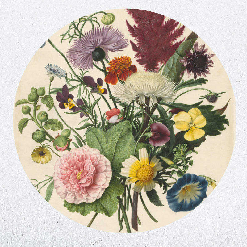 muurcirkel behangcirkel muurdecoratie wanddecoratie kunstwerk woonkamer schilderij inspiratie ideeen bloemen pioenroos dahlia celosia koren chrysant muurcirkel behangcirkel muurdecoratie wanddecoratie kunstwerk woonkamer schilderij inspiratie ideeen bloemen pioenroos dahlia chrysant