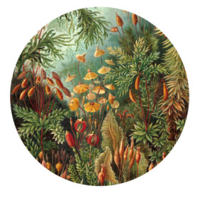 muurcirkel behangcirkel muurdecoratie wanddecoratie kunstwerk woonkamer schilderij inspiratie ideeen ernst haeckel muscinae