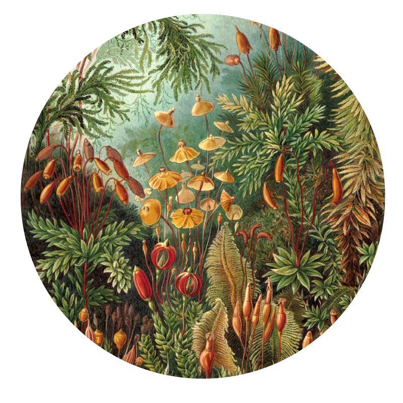 muurcirkel behangcirkel muurdecoratie wanddecoratie kunstwerk woonkamer schilderij inspiratie ideeen ernst haeckel muscinae muurcirkel behangcirkel muurdecoratie wanddecoratie kunstwerk woonkamer schilderij inspiratie ideeen ernst haeckel muscinae