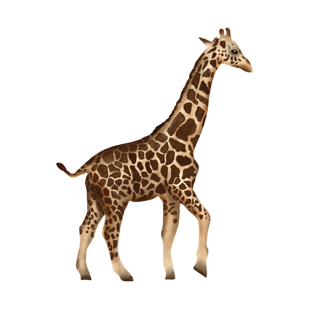 muursticker giraffe kinderkamer woonkamer muursticker giraffe kinderkamer woonkamer