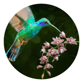 muurcirkel sticker kolibrie hummingbird muurcirkel sticker kolibrie hummingbird
