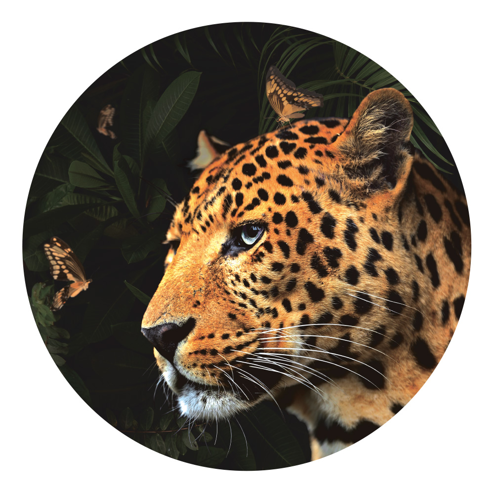 muurcirkel panter leeuw vlinders botanische woonkamer ideen inspiratie muurcirkel panter leeuw vlinders botanische woonkamer ideen inspiratie