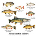 muursticker vissen wall sticker fish pike snoek zeelt voorn karper brasem snoekbaars zander trout forel carp roach voorn 2 witvis muursticker vissen wall sticker fish pike snoek zeelt voorn karper brasem snoekbaars zander trout forel carp roach voorn 2 witvis