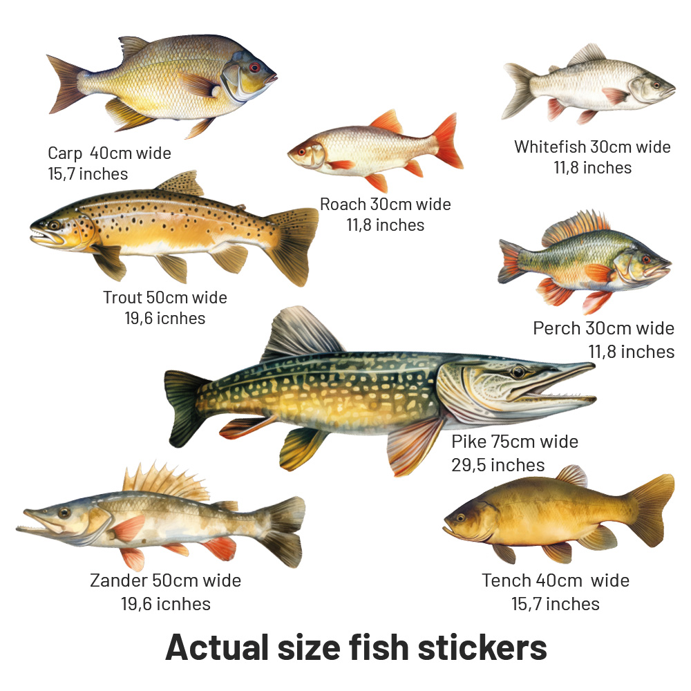 muursticker vissen wall sticker fish pike snoek zeelt voorn karper brasem snoekbaars zander trout forel carp roach voorn 2 witvis muursticker vissen wall sticker fish pike snoek zeelt voorn karper brasem snoekbaars zander trout forel carp roach voorn 2 witvis
